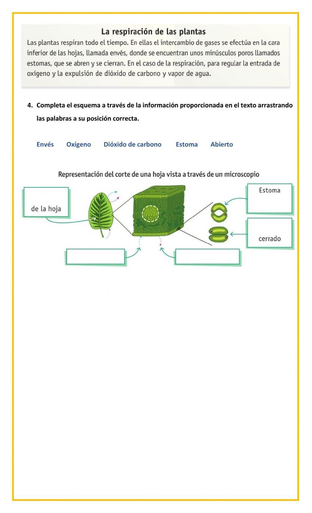 La alimentación y respiración de las plantas