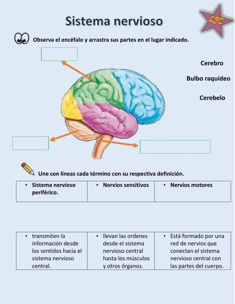 Sistema nervioso Sistema nervioso