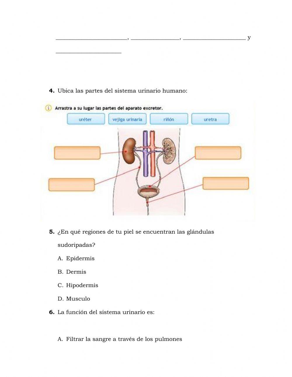 Examen 7° c. nat. iii p 2021
