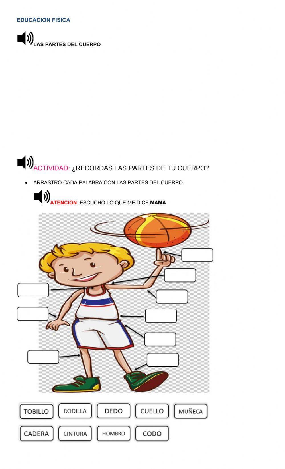 Las partes del cuerpo