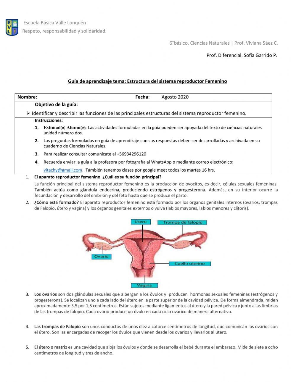 Sistema reproductor femenino
