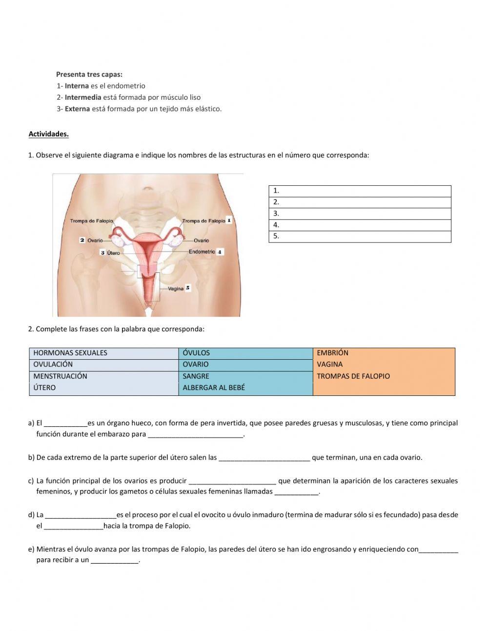 Sistema reproductor femenino