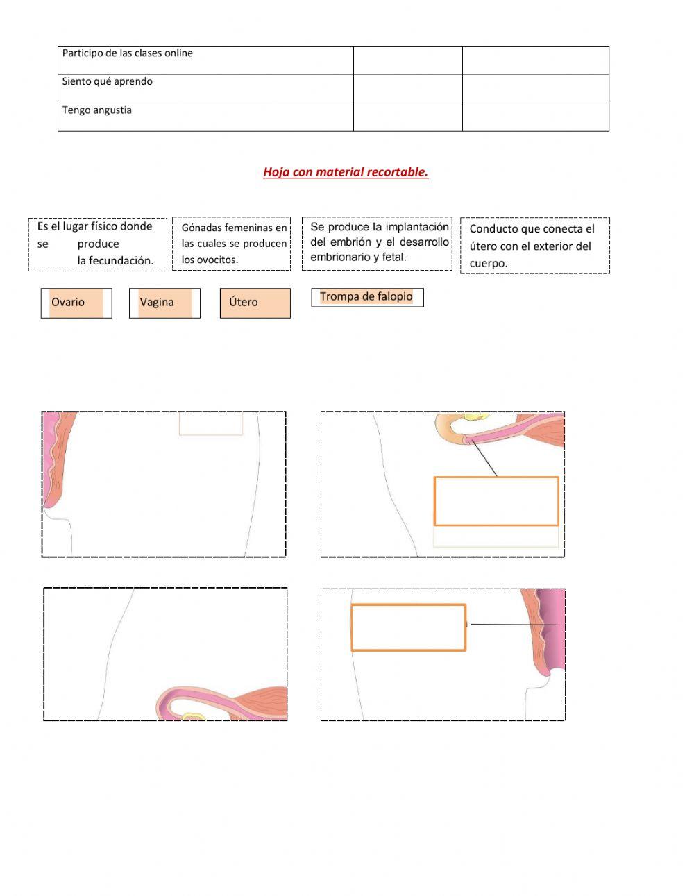 Sistema reproductor femenino
