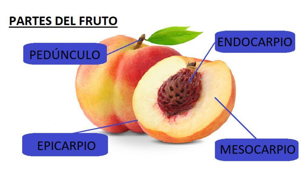Partes del fruto