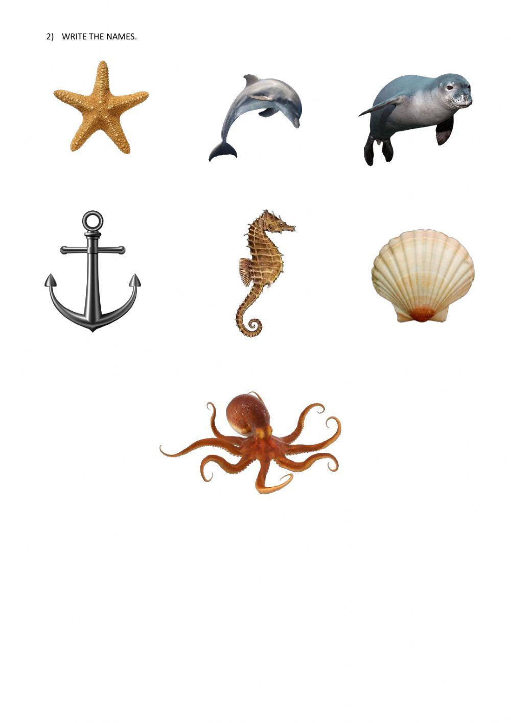 Sea animals