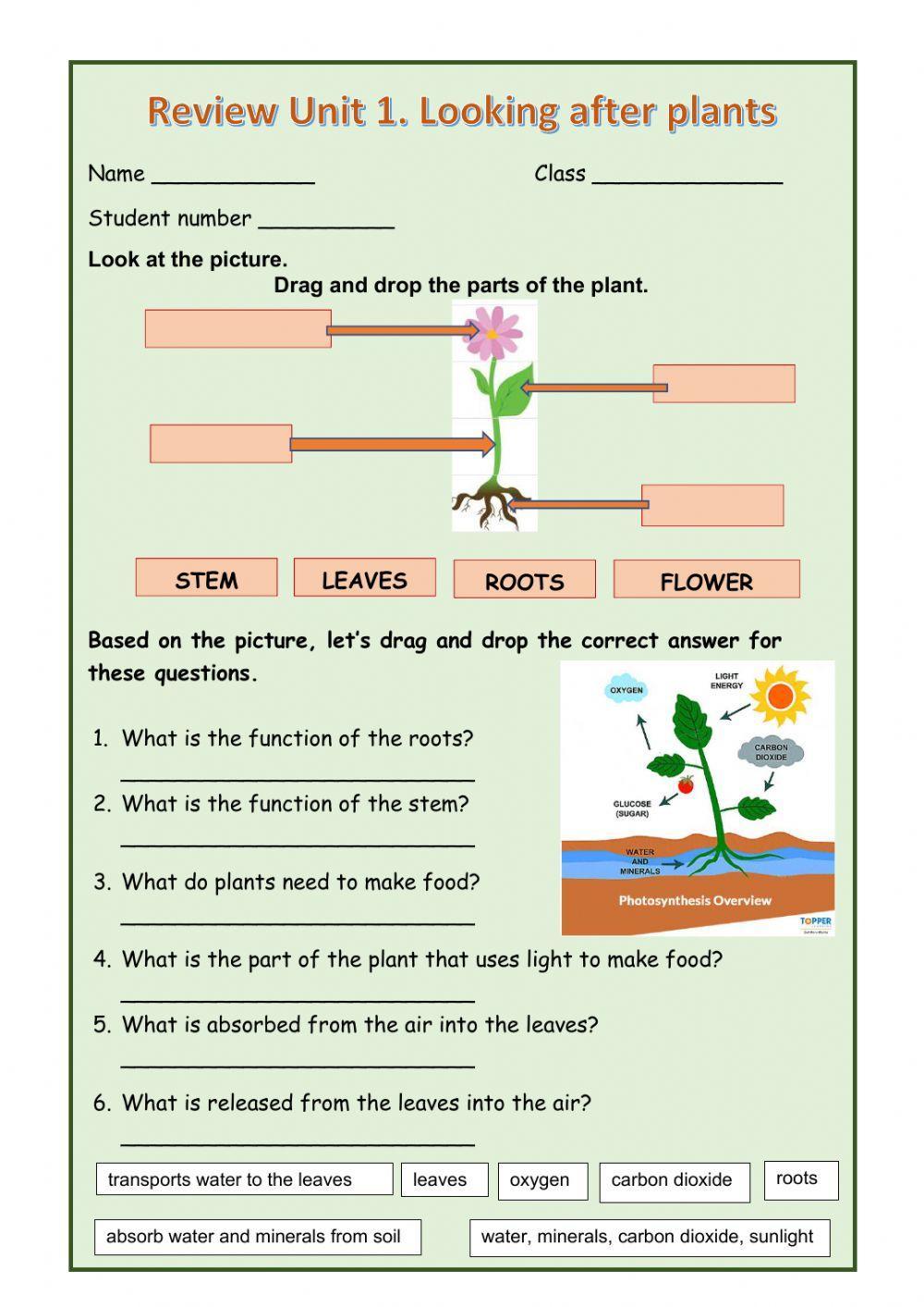 Plants and their parts