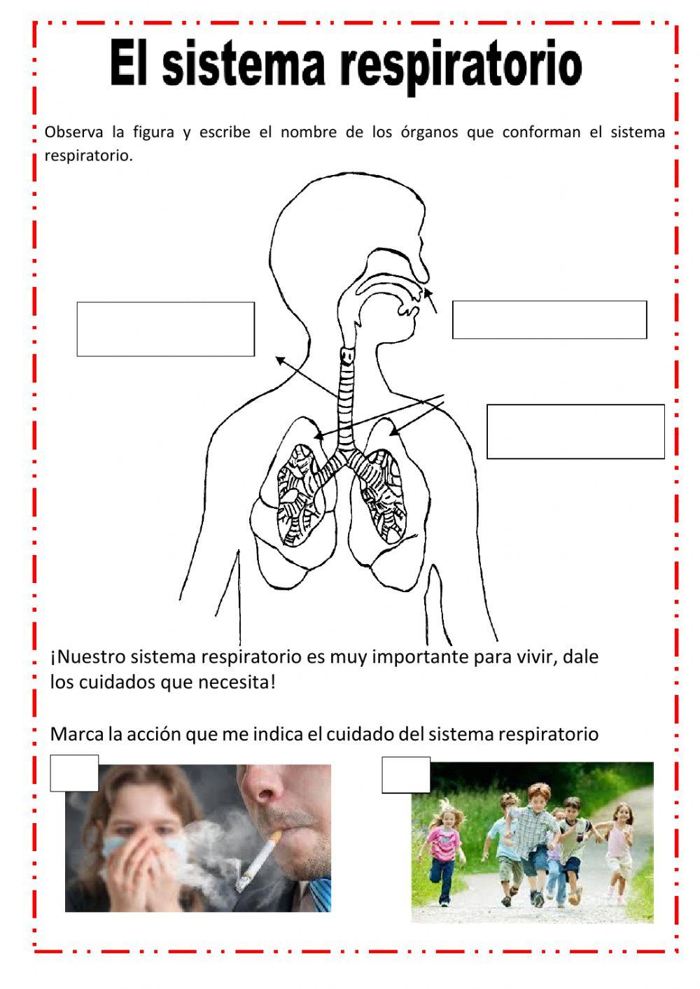 Sistema respiratorio