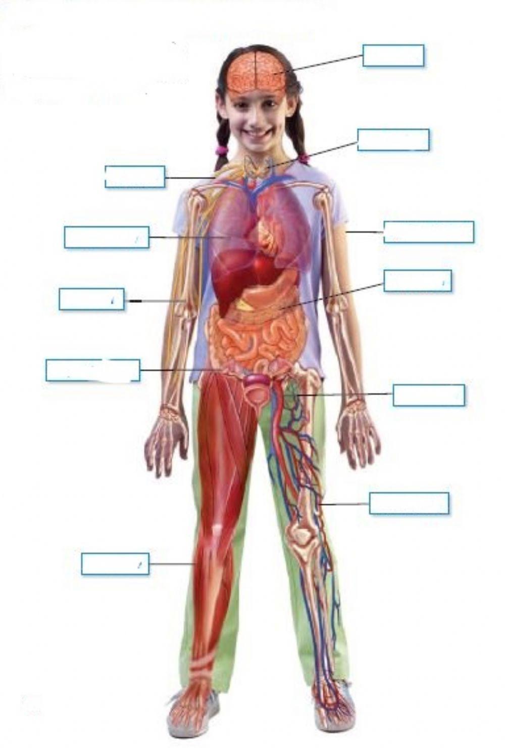 Organ systems