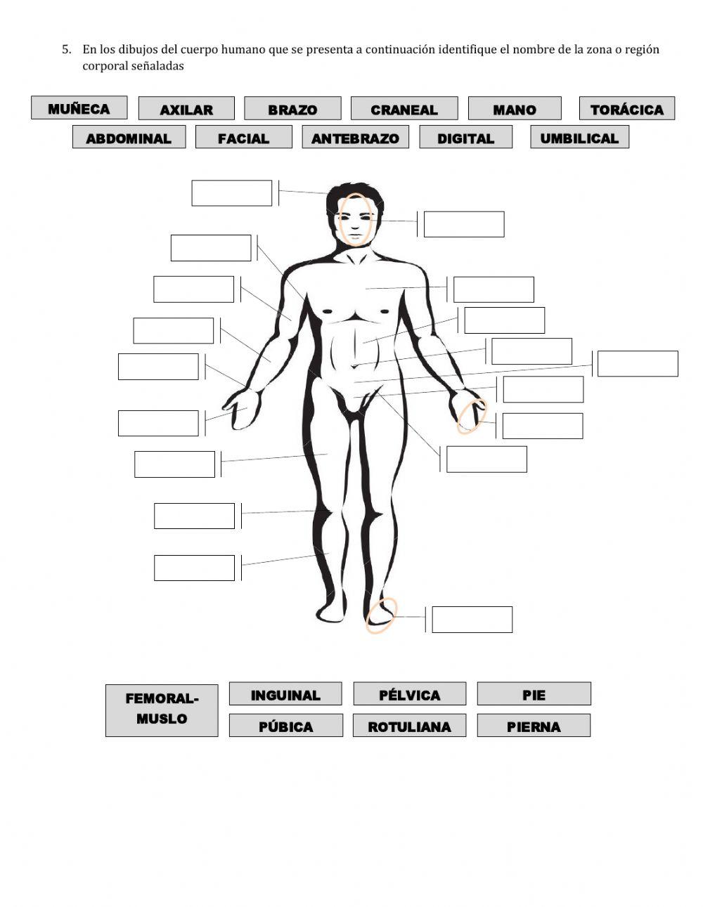 1. Introducción Anatomofisiología. Reg.Corporales