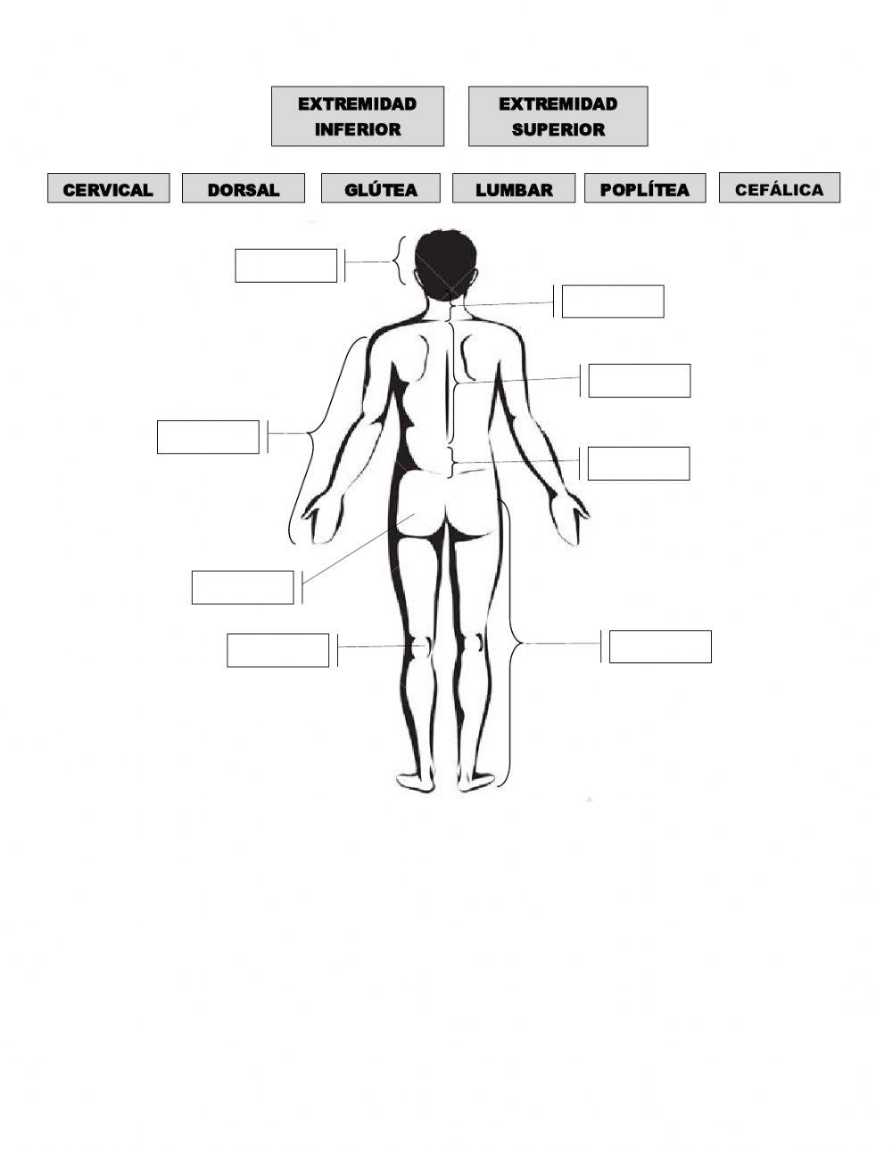 1. Introducción Anatomofisiología. Reg.Corporales