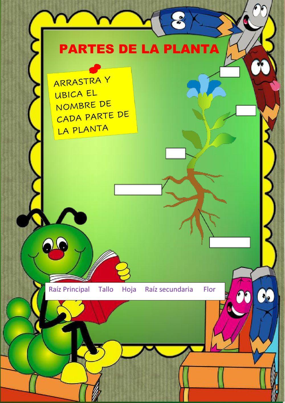 Partes de la planta