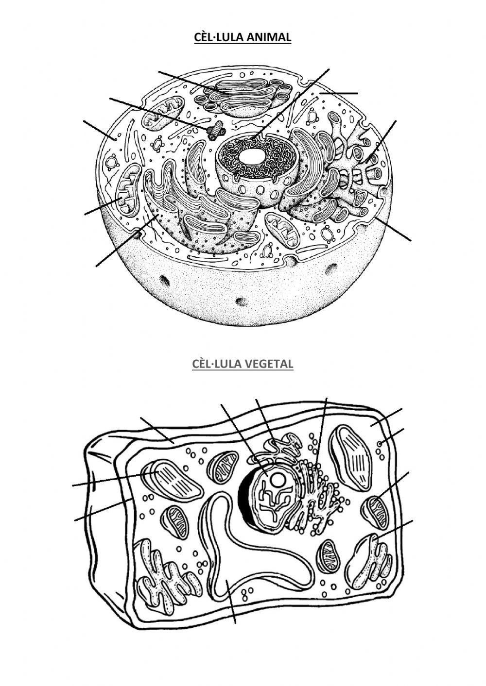 Cèl·lula eucariota parts