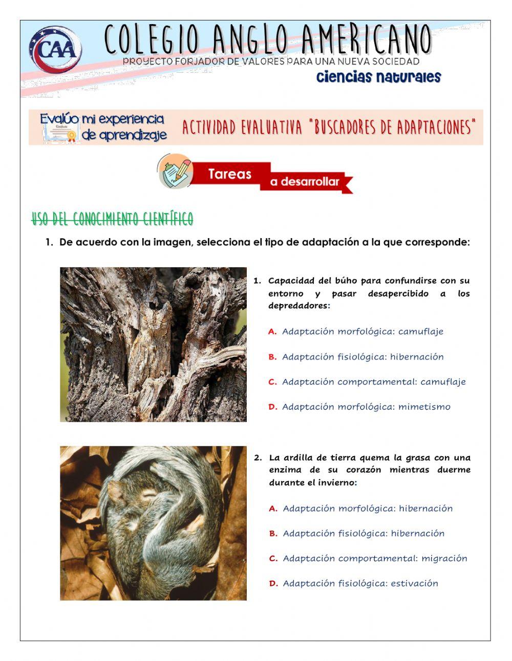 Actividad Evaluativa: Adaptaciones