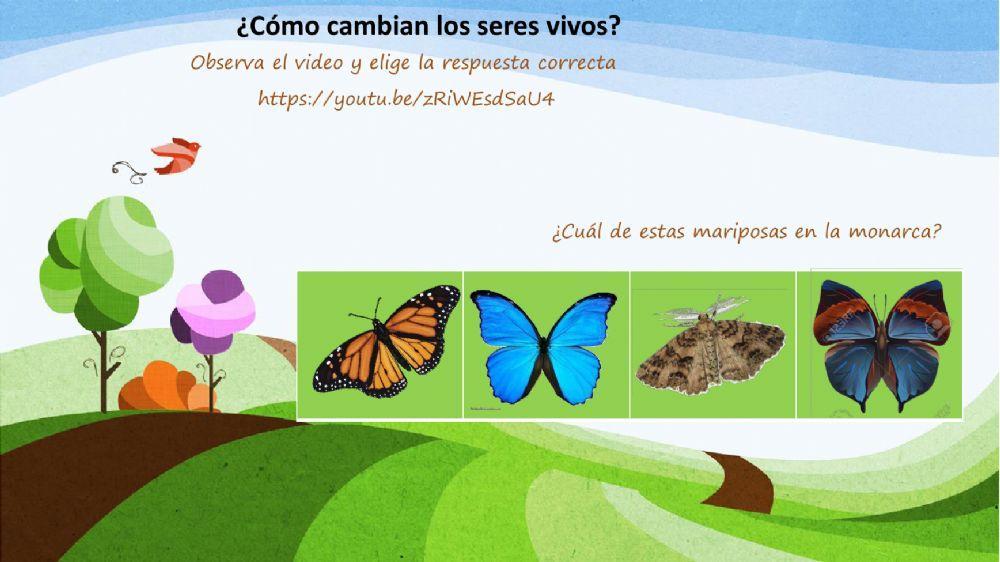 La vida de las mariposas