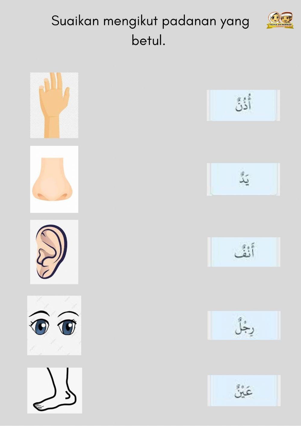 Bahasa Arab : anggota badan