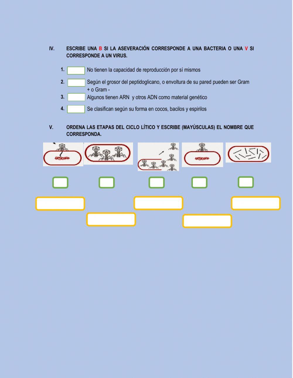 Microorganismos: VIRUS