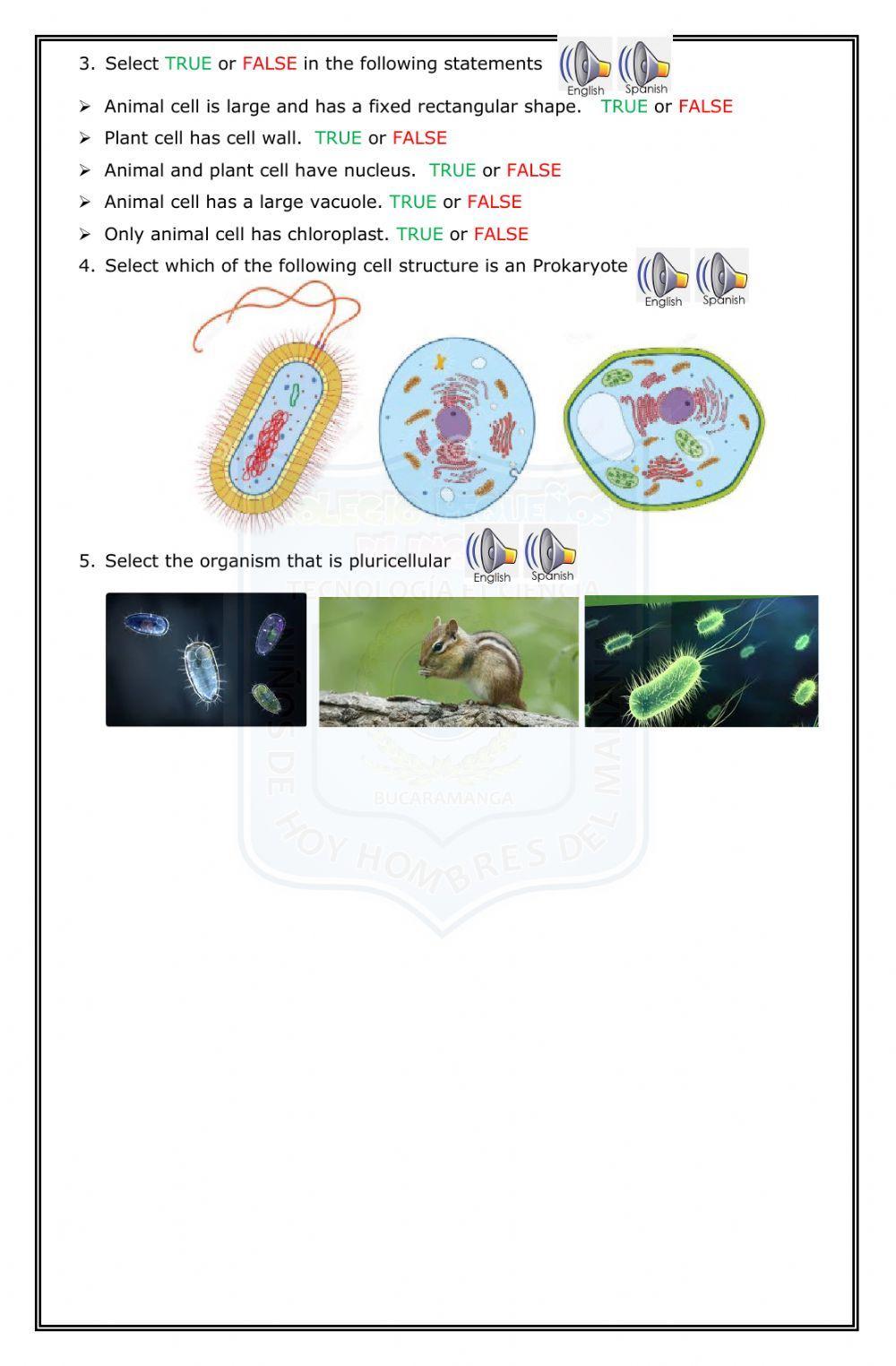 Animal and plant cell - exam - third term-third grade-2020-colpebi