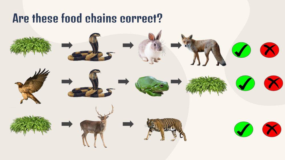 Food chains
