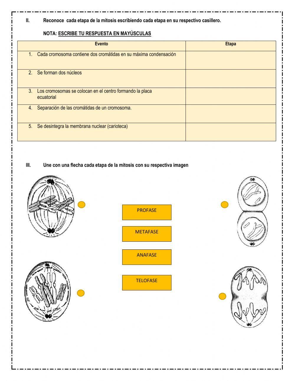 Ciclo celular, mitosis y citocinesis