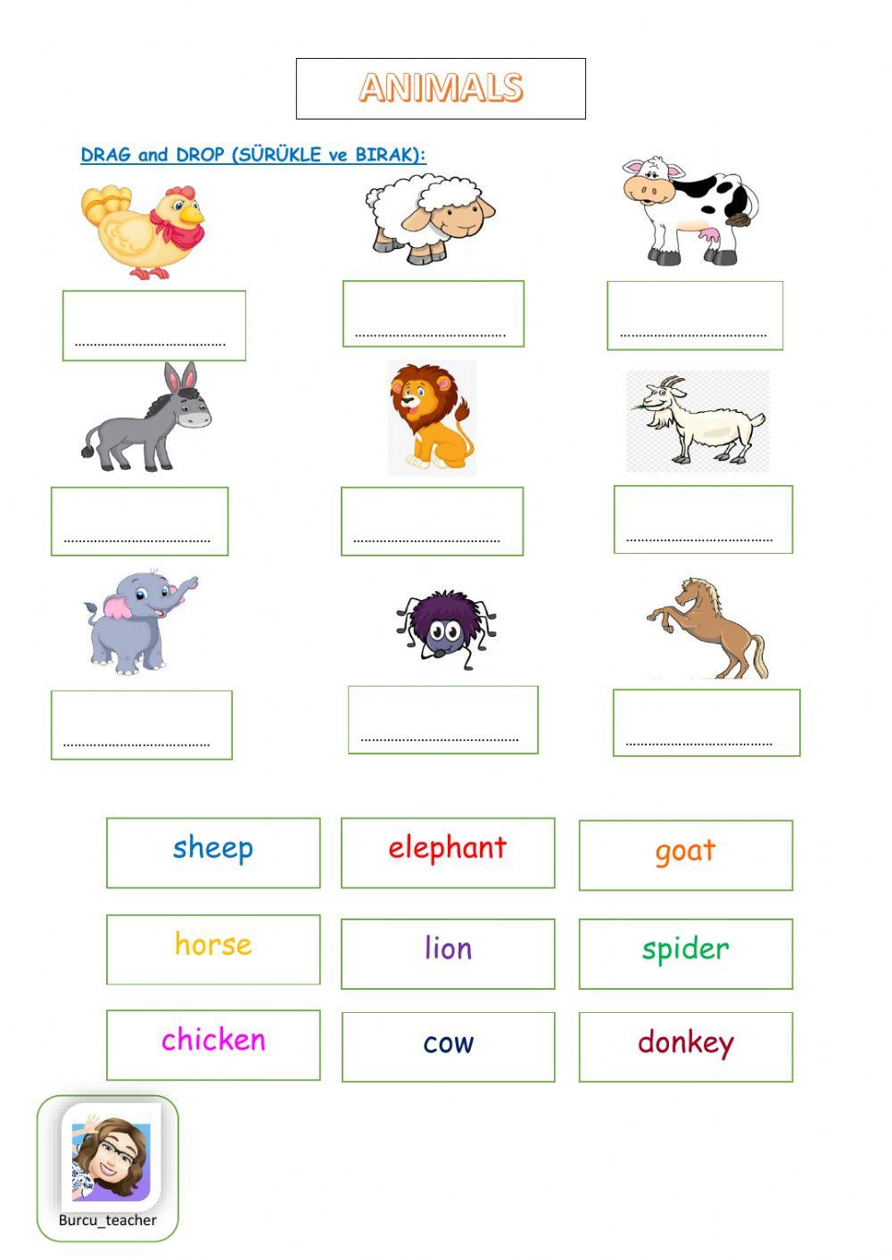 Grade 2-Unit 10-Animals-drag and drop