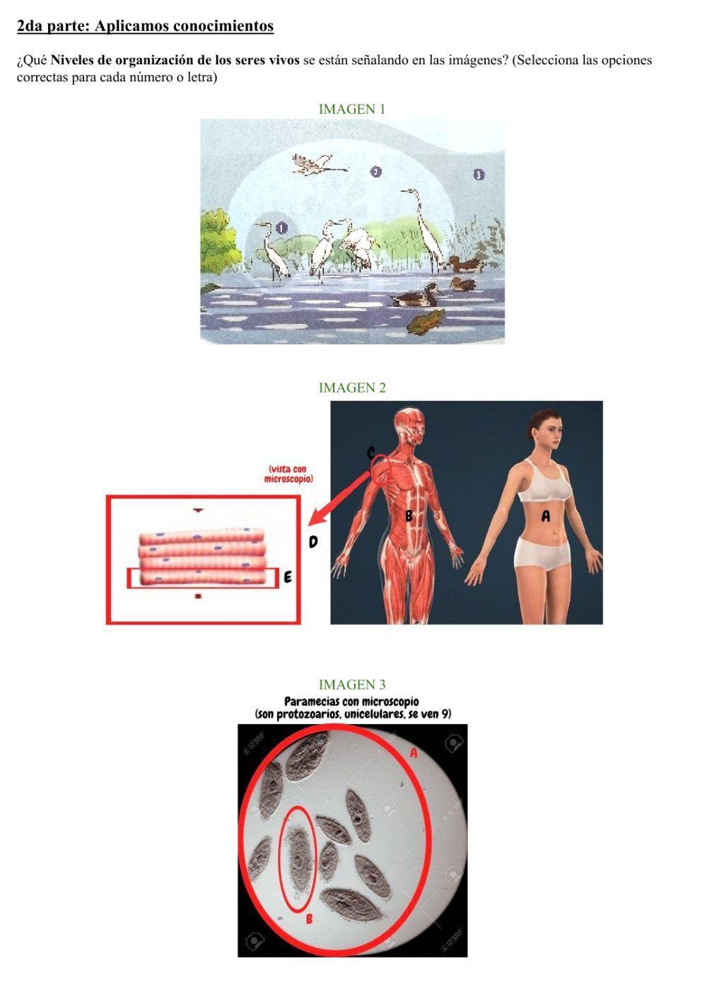 Repasamos Niveles de organizaciòn