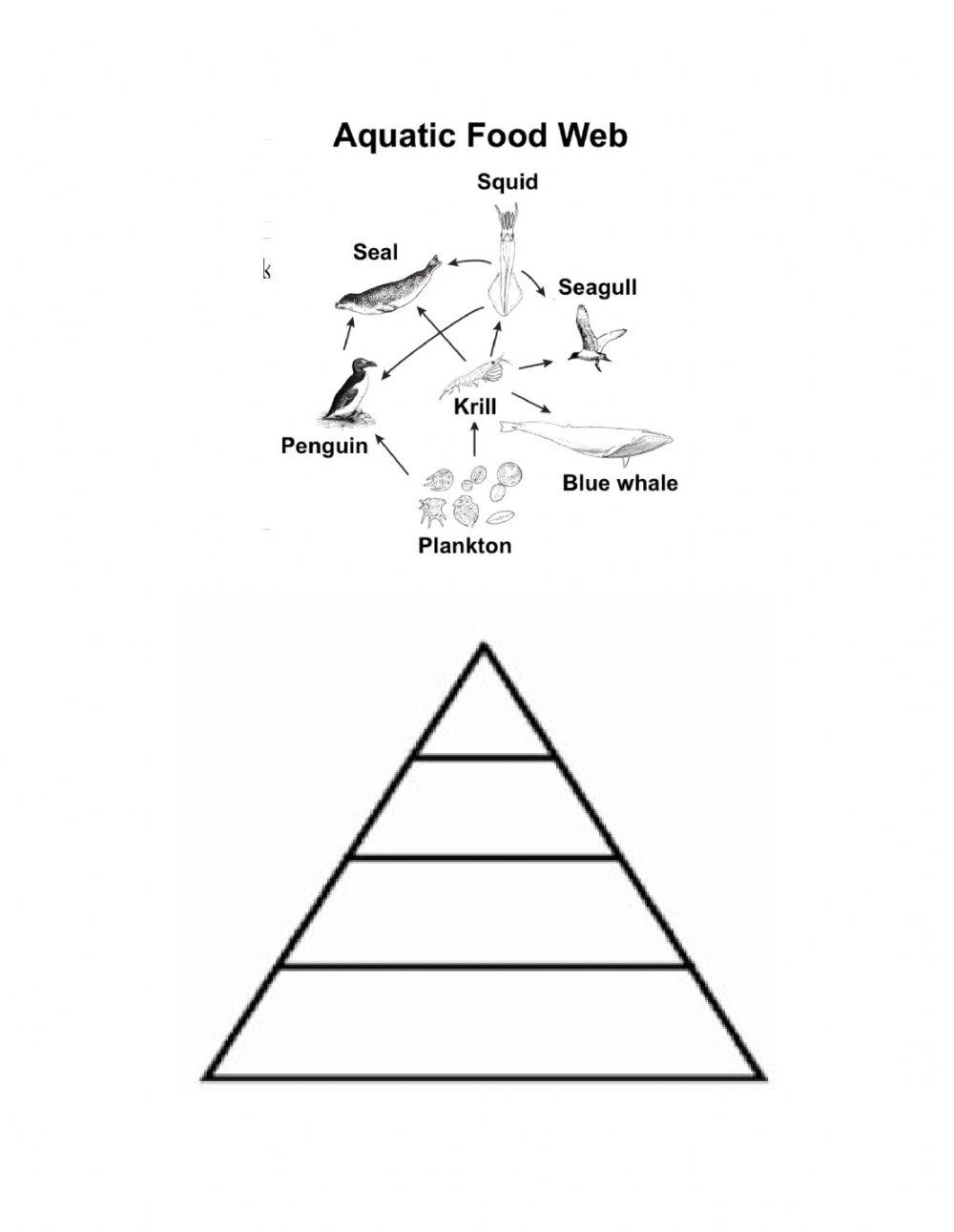 Food Pyramid Practice