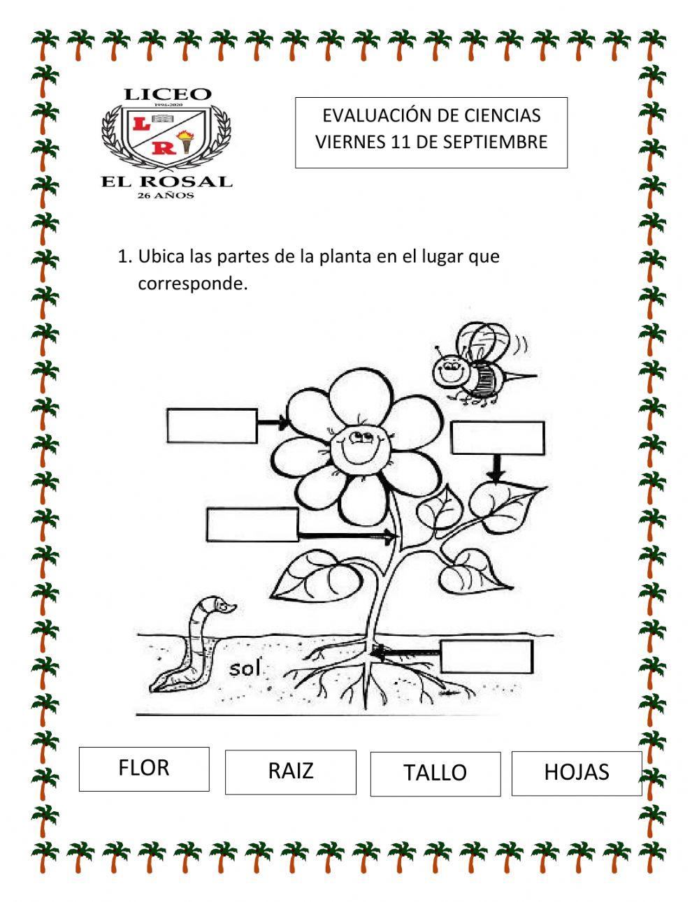 Evaluación de Ciencias