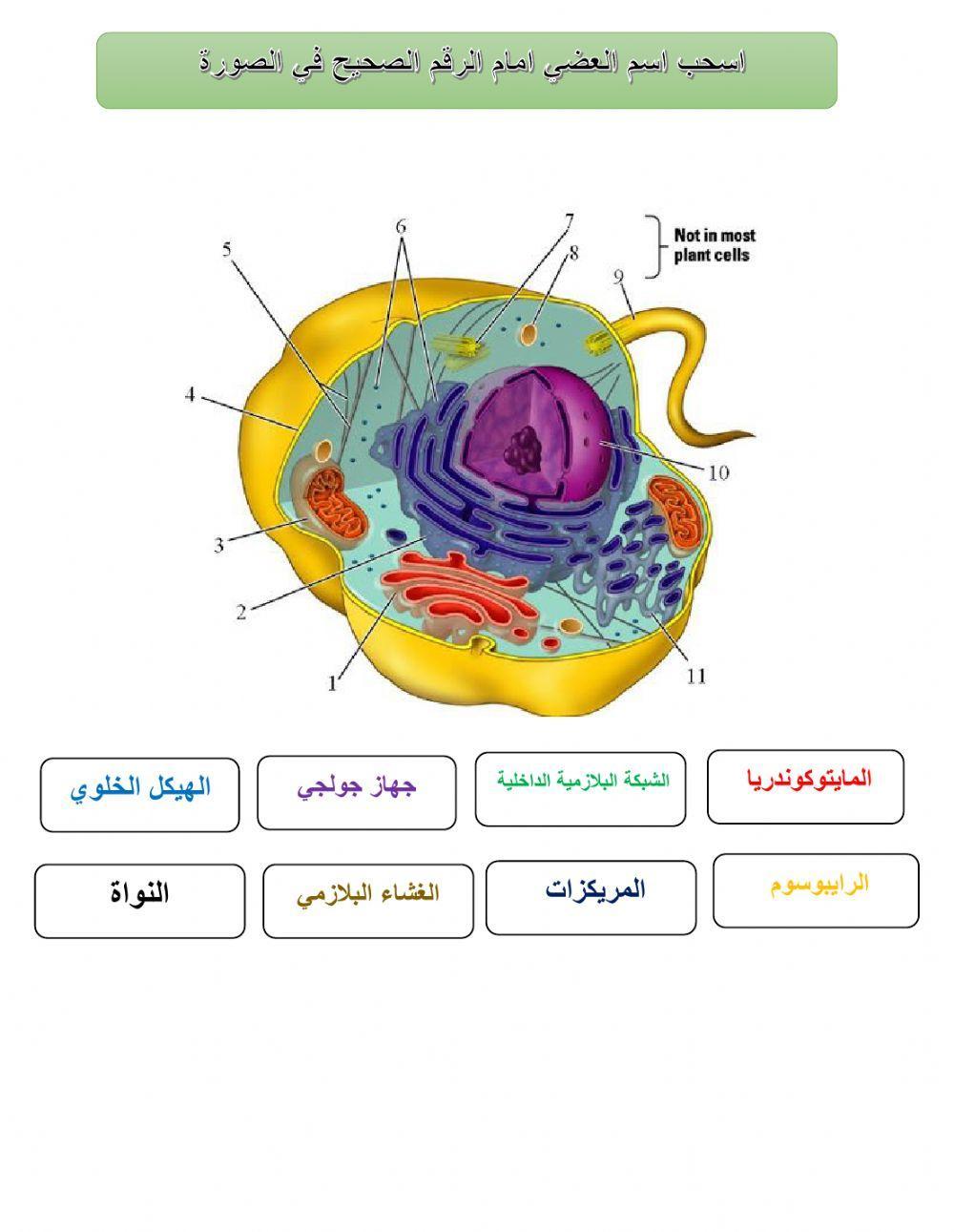 ورقة عمل الخلية الحيوانية