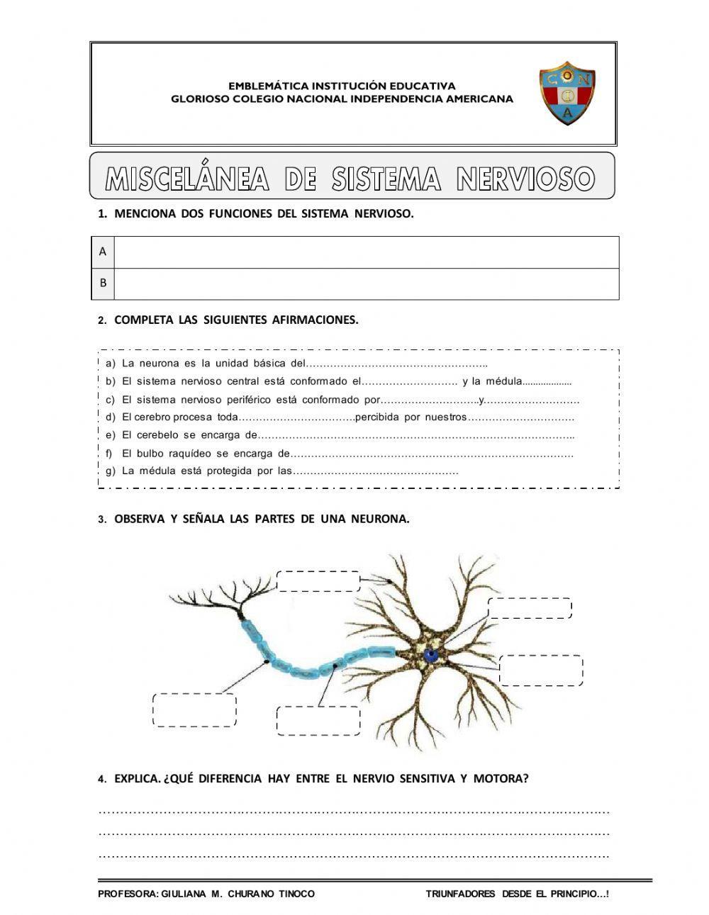 Retroalimentación sistema nervioso