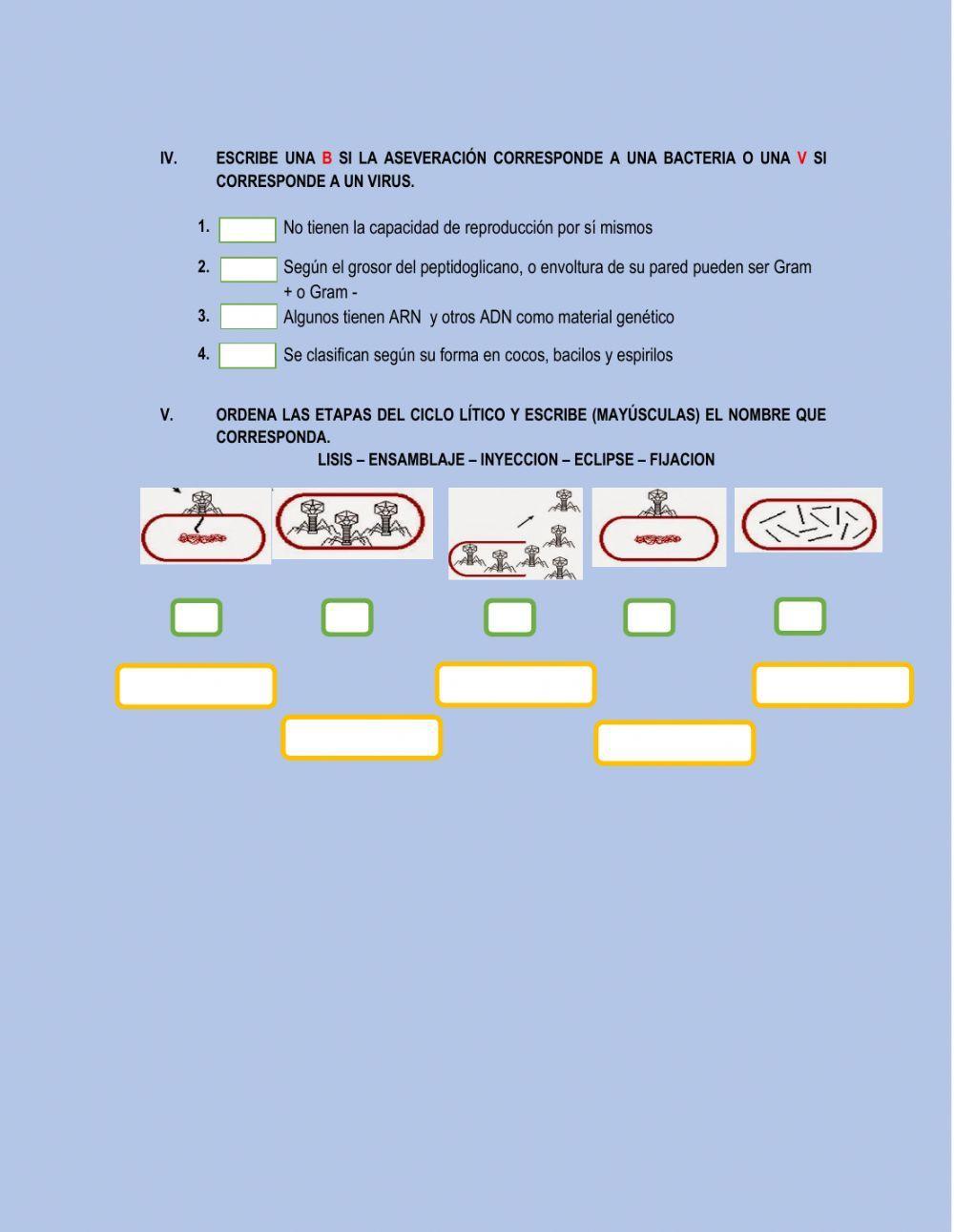 Microorganismos: VIRUS