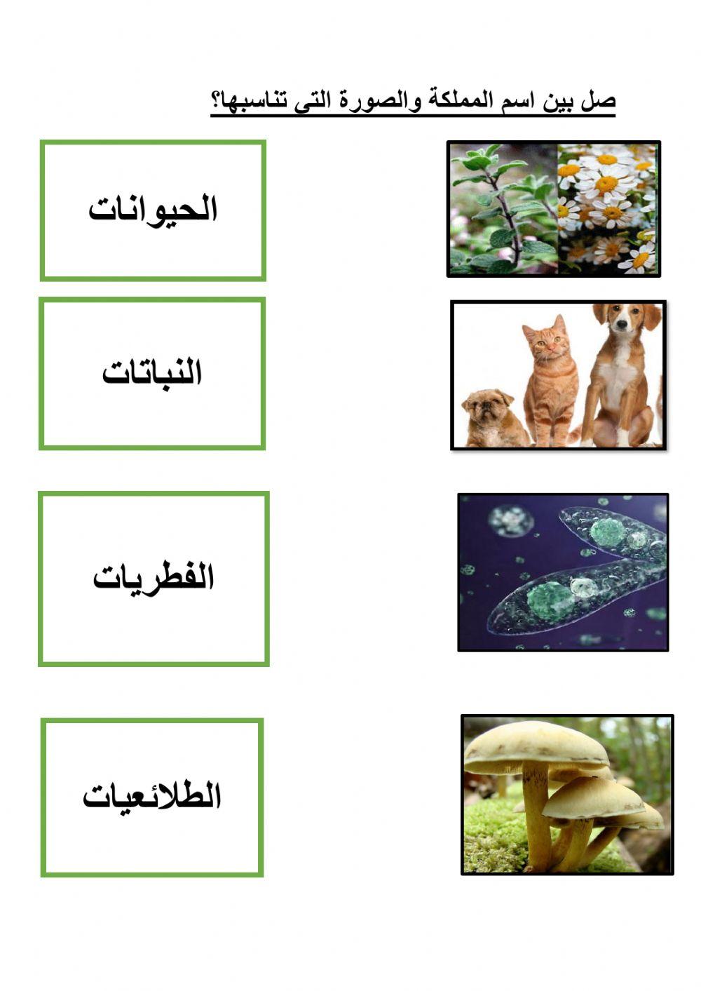 تصنيف الكائنات الحية الى ممالك