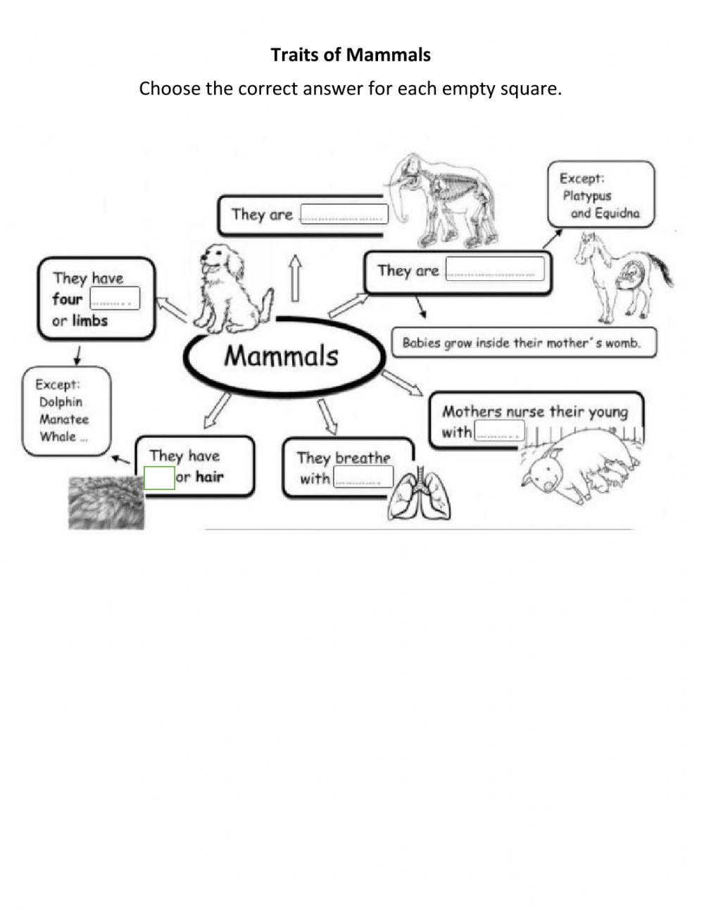 Traits of Mammals