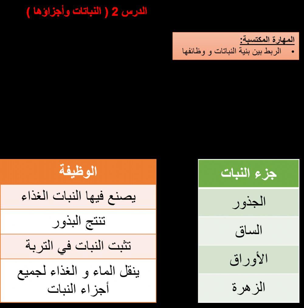 وظيفة أجزاء النبات