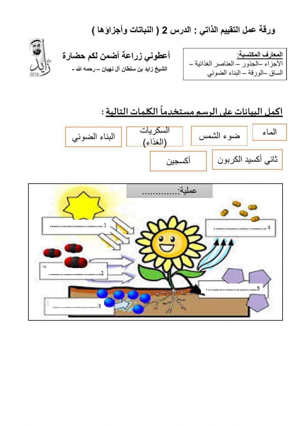 البناء الضوئي