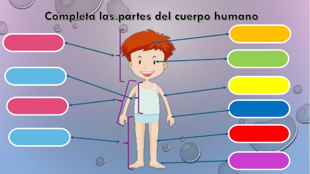 El cuerpo humano