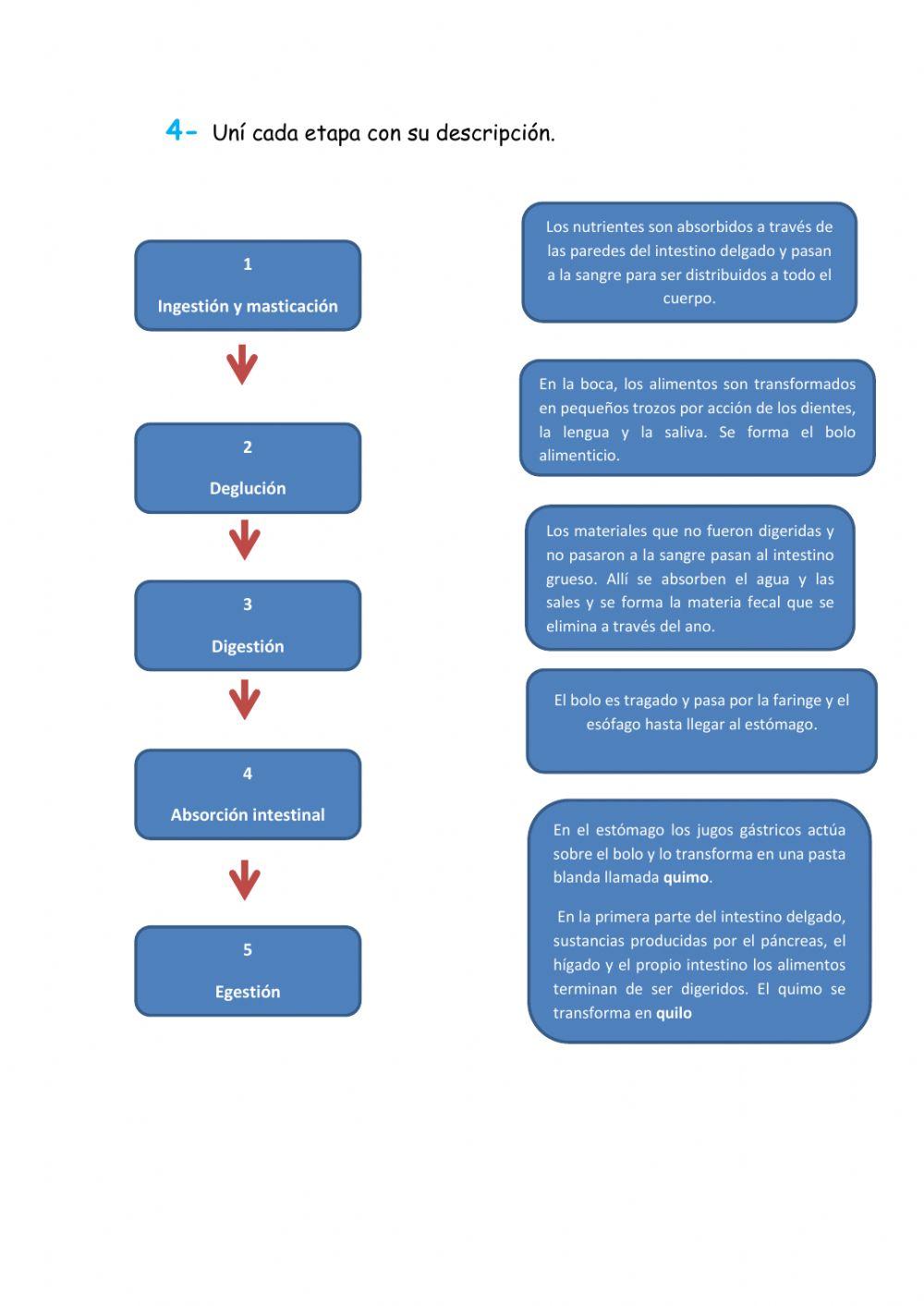 Sistema digestivo. Actividades