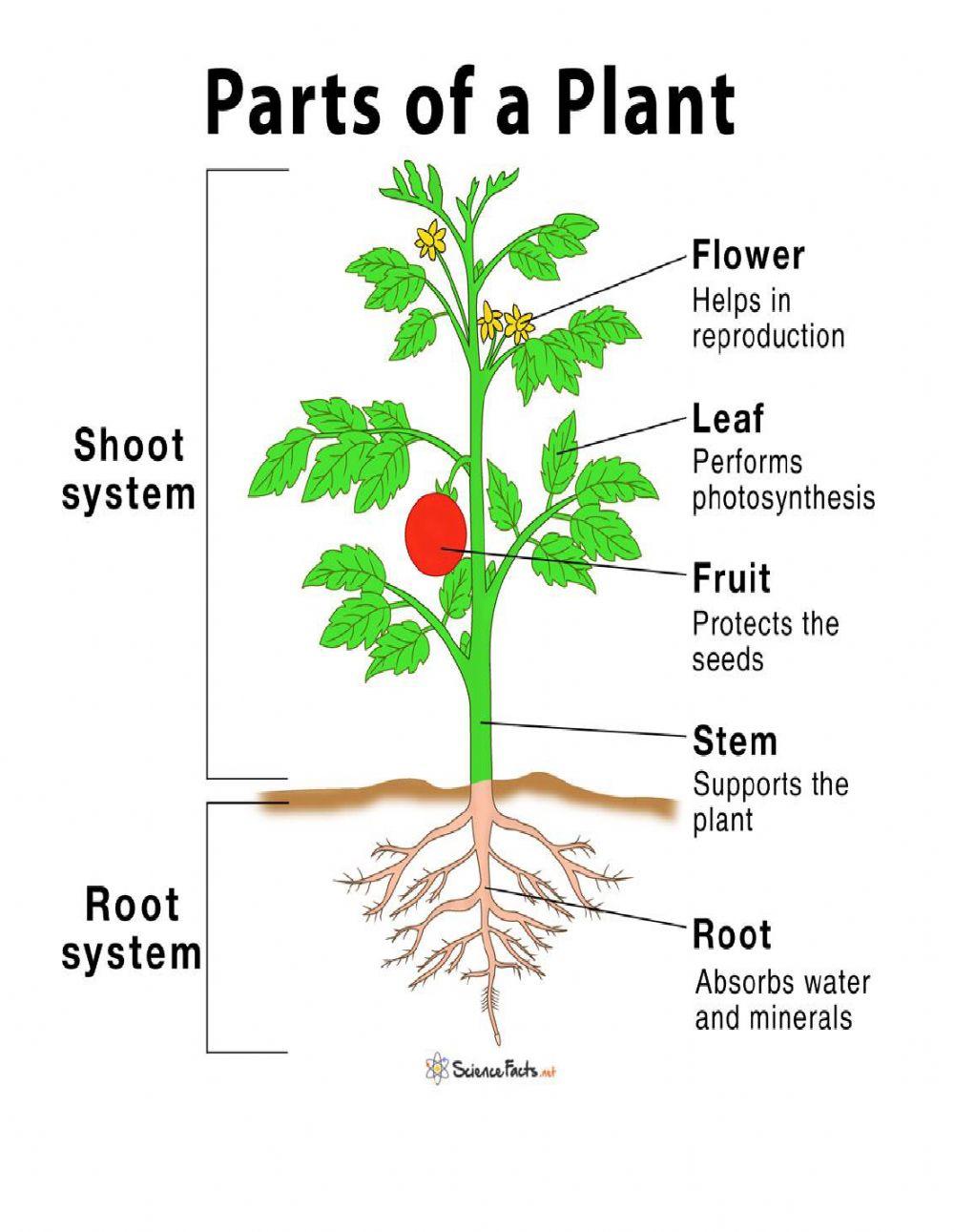 Plants parts exercise | Live Worksheets