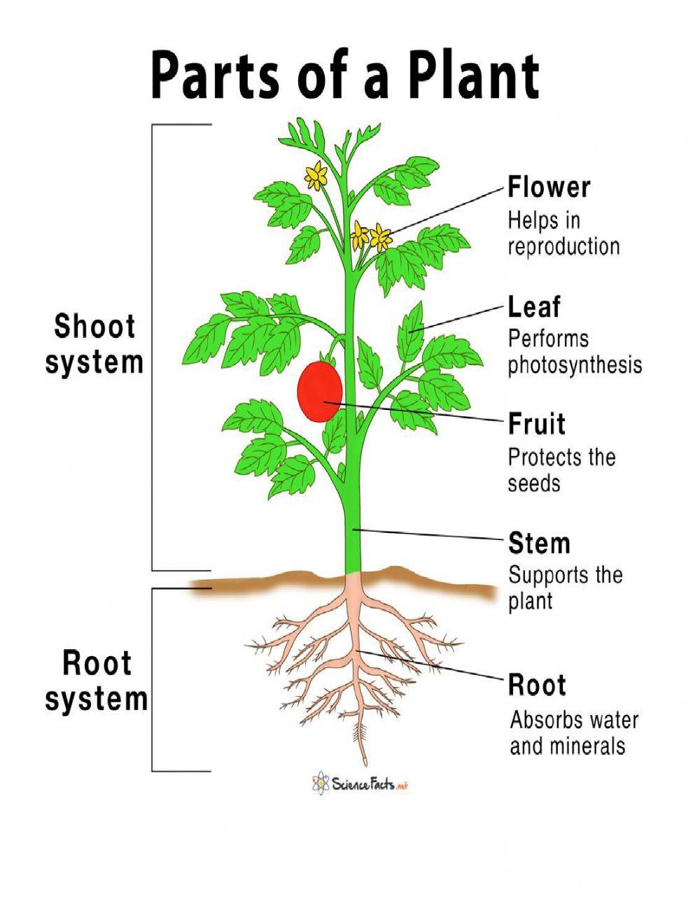 Plants parts