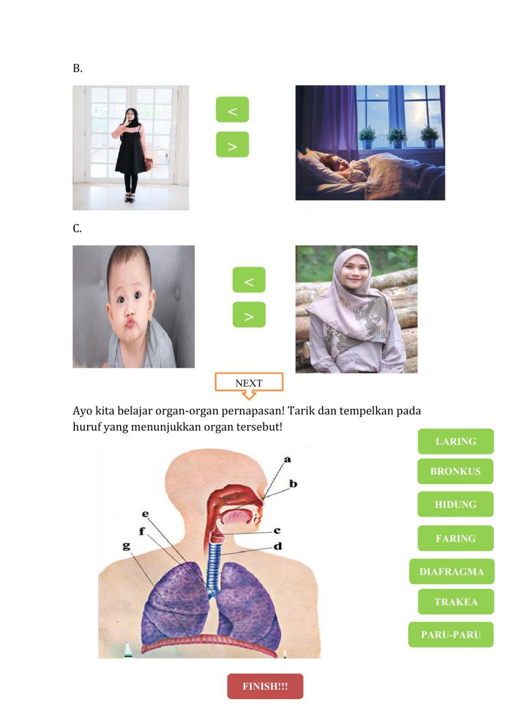 Sistem Pernapasan Manusia