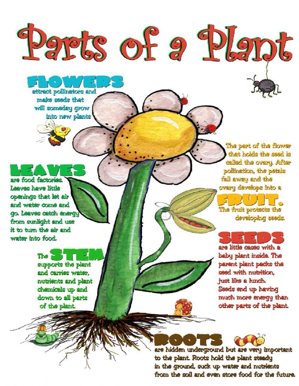 Plant parts and Functions
