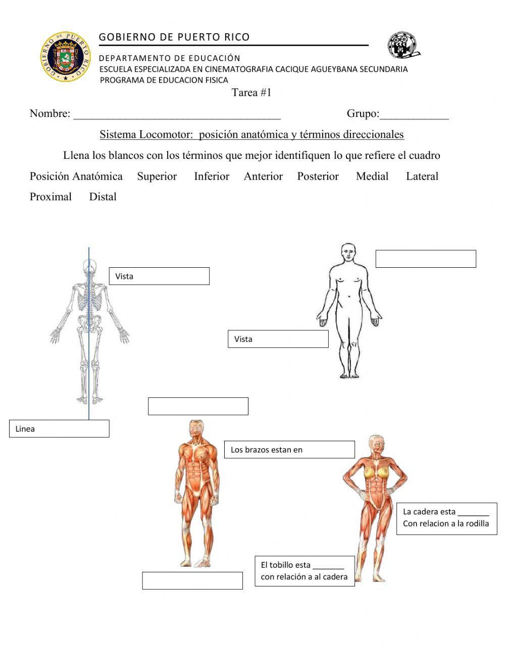 Posicion anatomica y Terminos direccionales