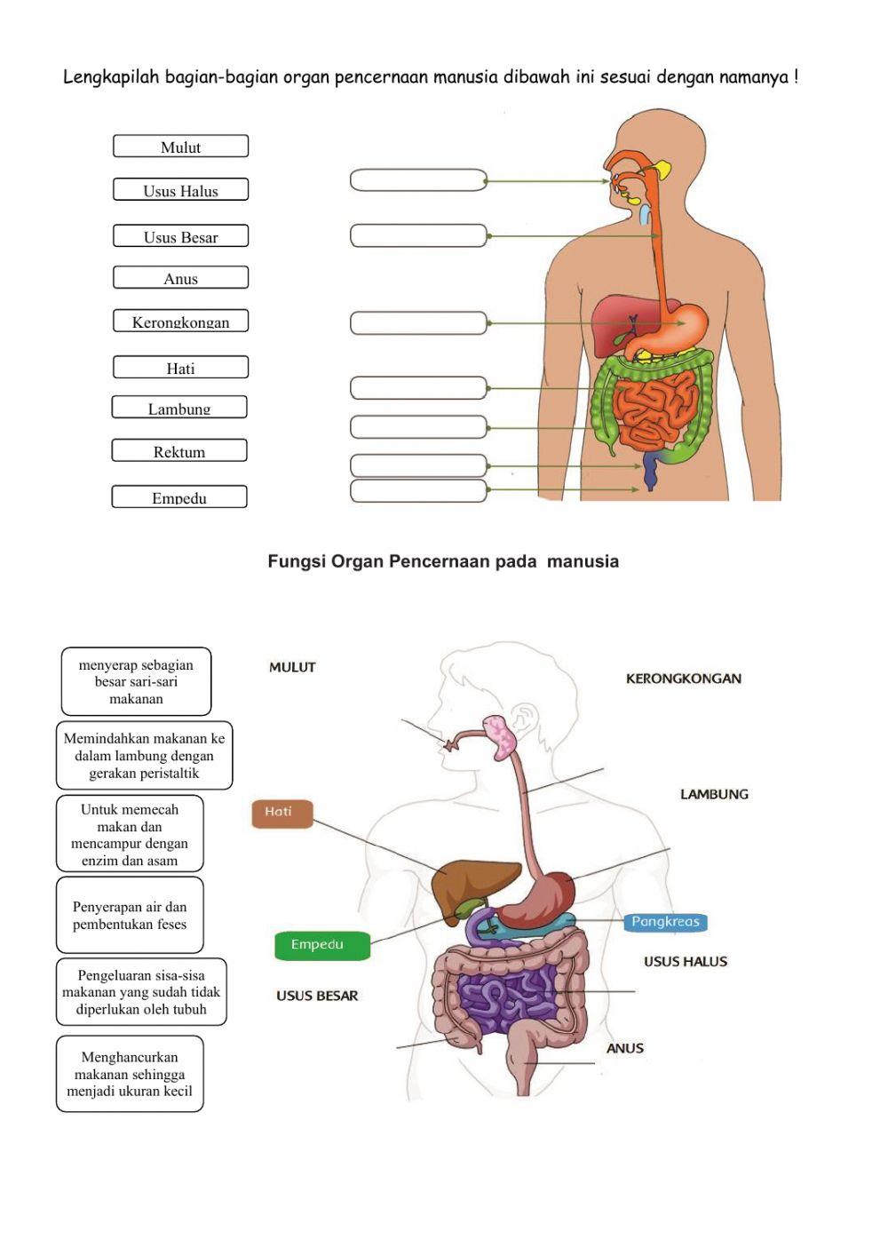 Tema 3 subtema 1 PB 2 LKPD IPA