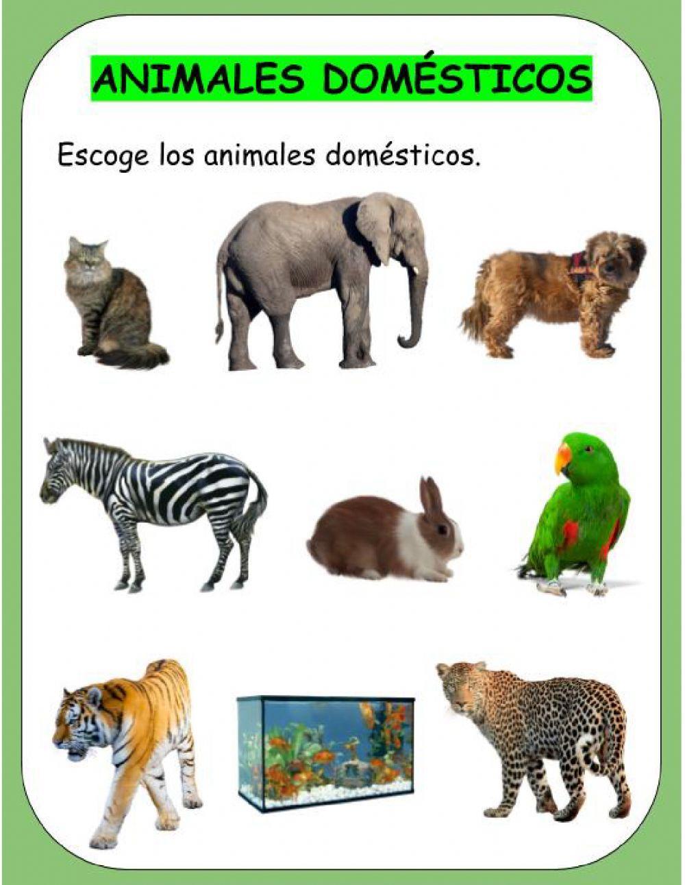 Animales Domésticos y Salvajes