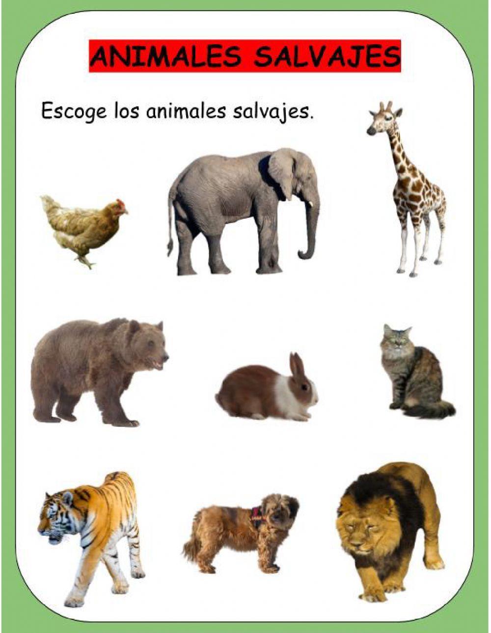 Animales Domésticos y Salvajes