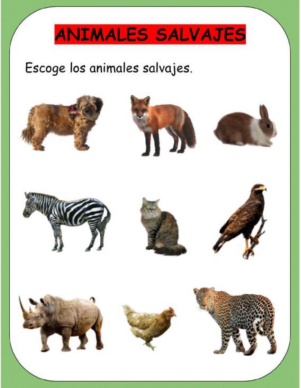 Animales Domésticos y Salvajes