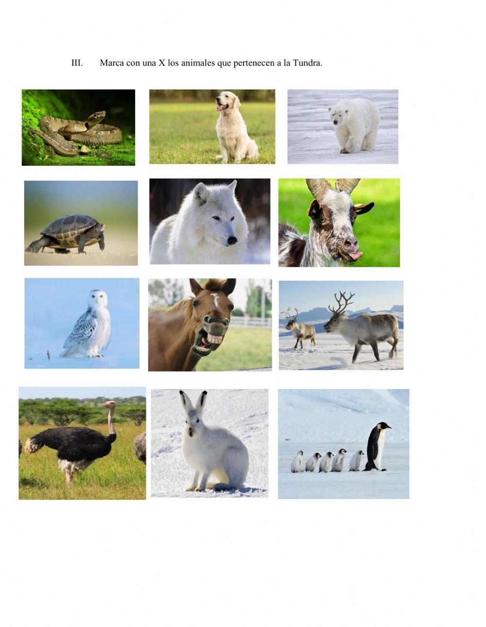 Flora y Fauna de la tundra