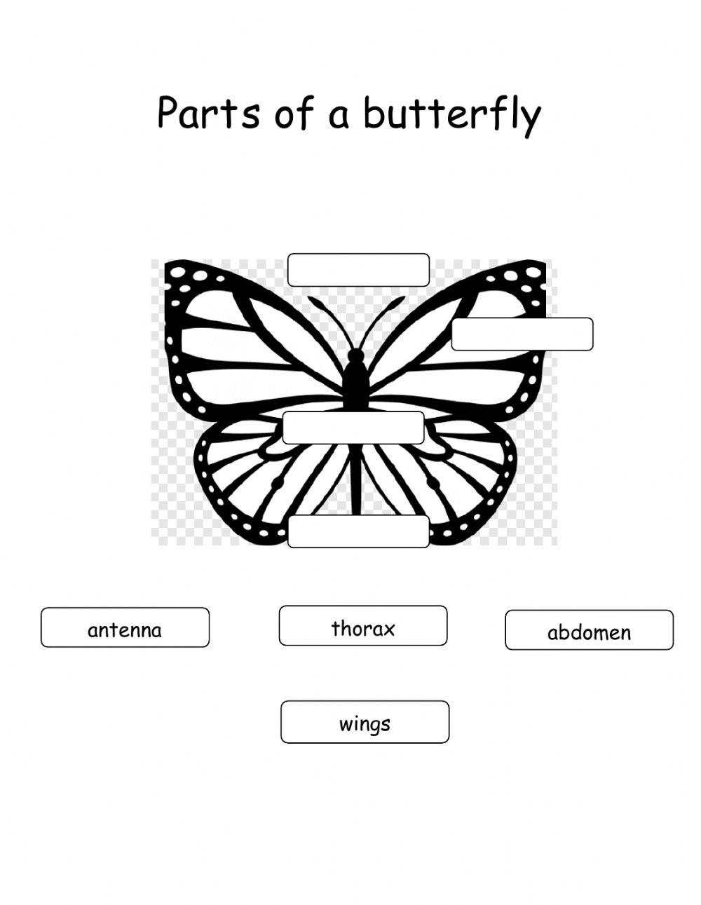 Parts of a butterfly Parts of a butterfly