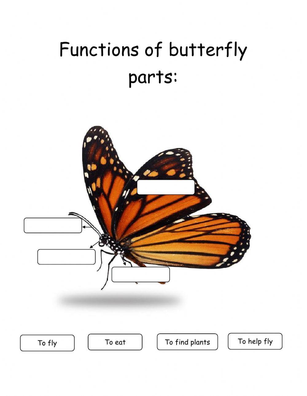Functions of butterfly parts worksheet Live Worksheets