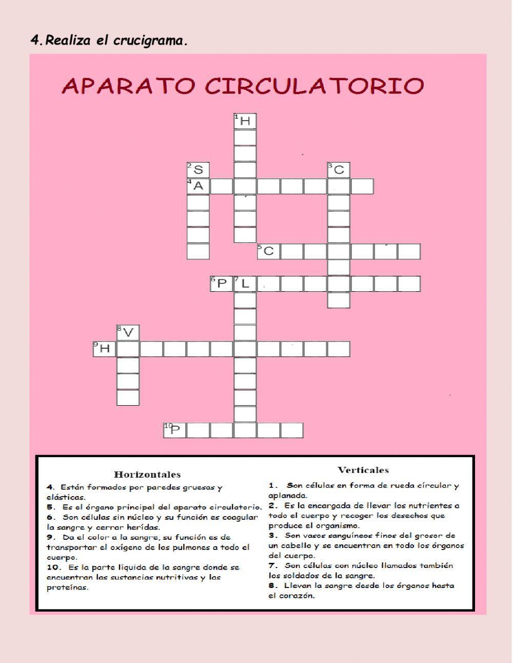 Aparato circulatorio