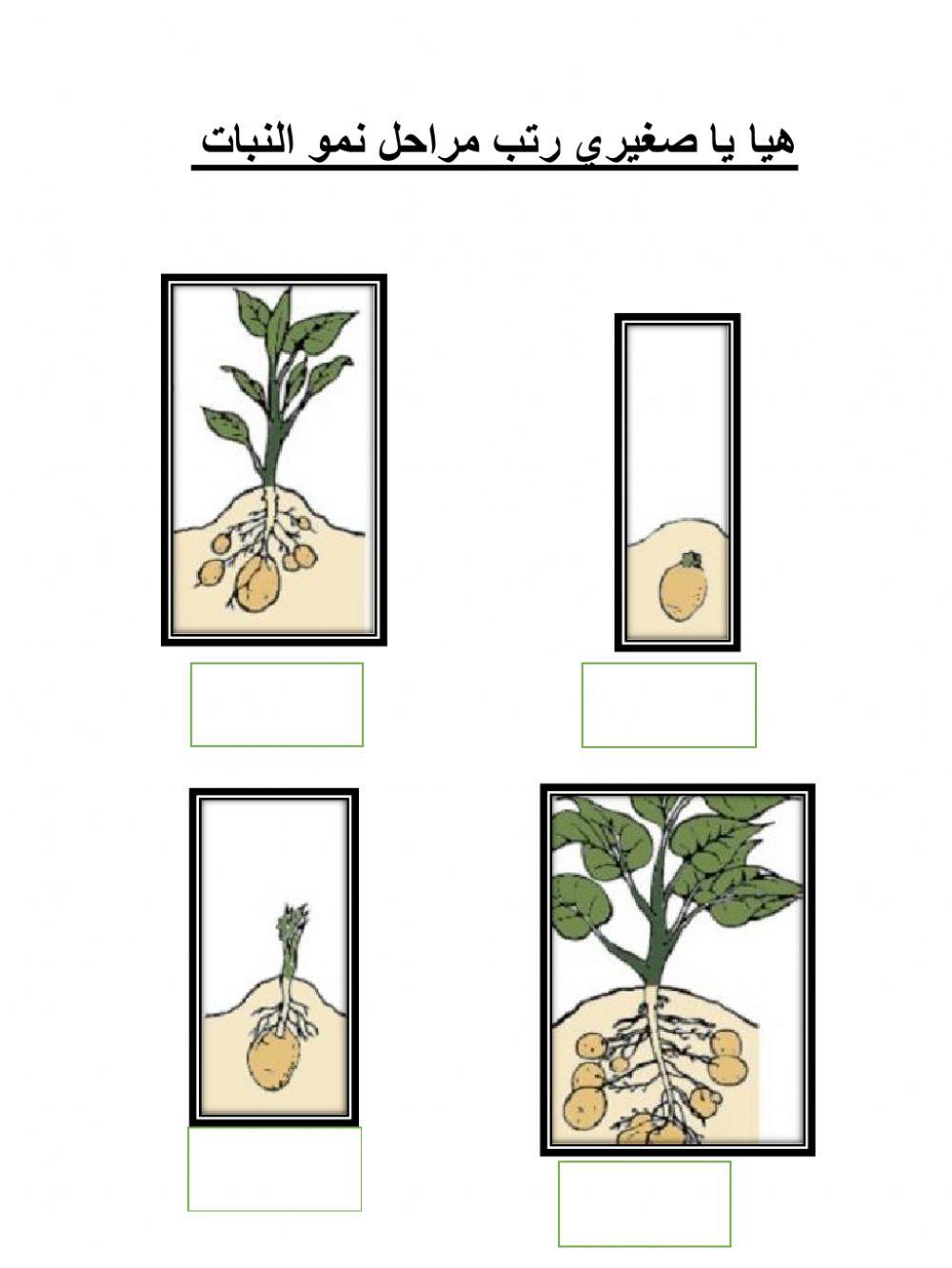 مراحل نمو النبات